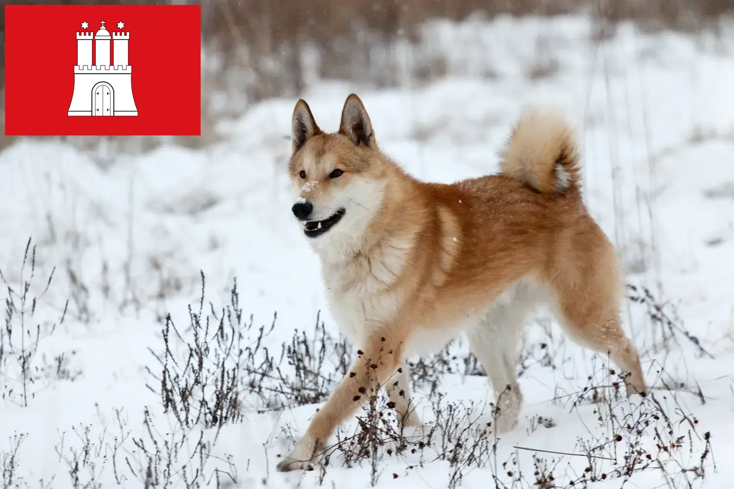 Laika Welpen und Züchter Hamburg Hier findest Du Laikas Züchter in Hamburg.