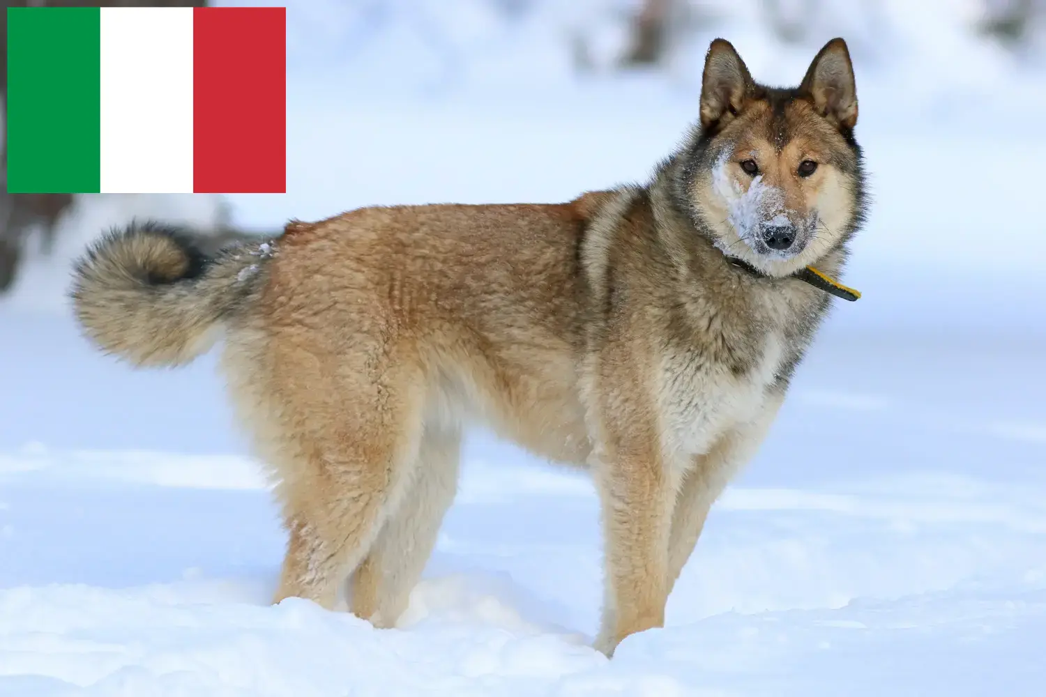 Laika Welpen und Züchter Italien Hier findest Du Laikas Züchter in Italien.