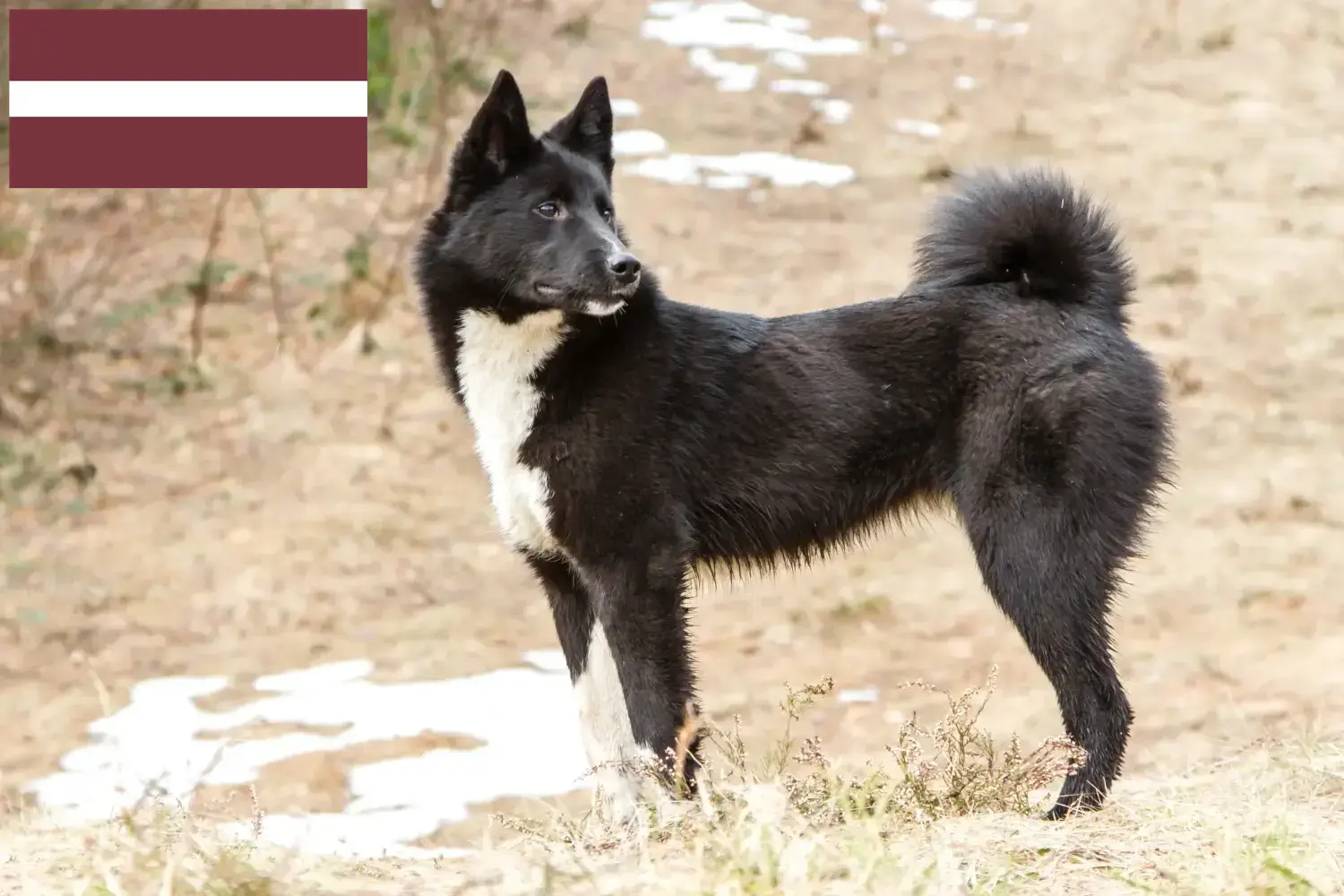 Laika Welpen und Züchter Lettland Hier findest Du Laikas Züchter in Lettland.