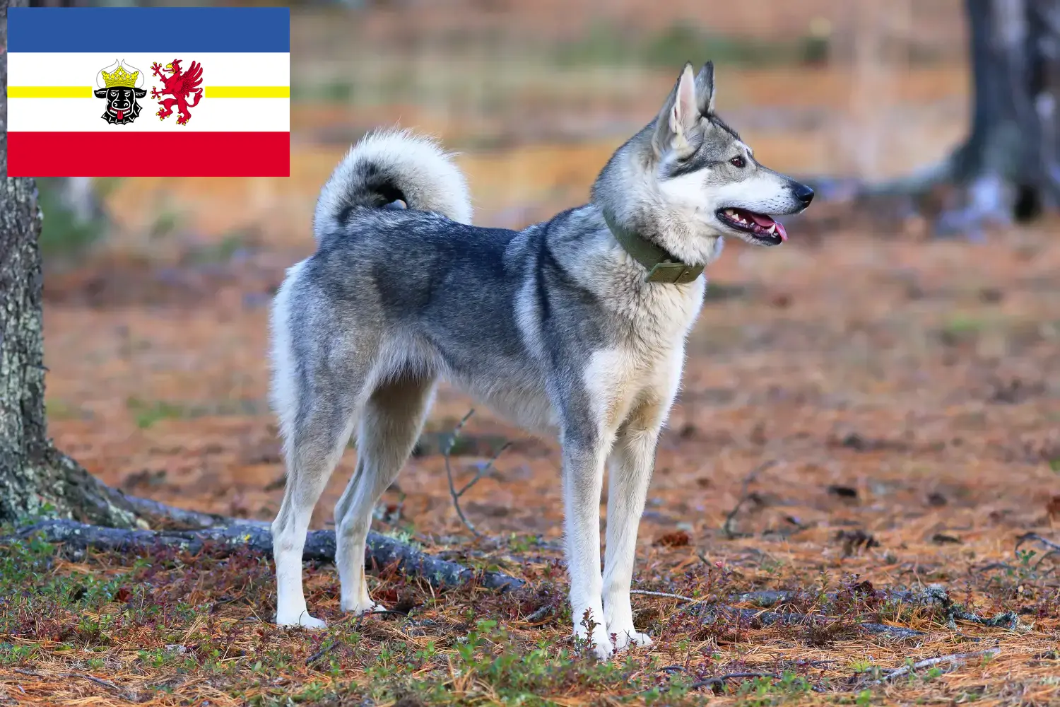 Laika Welpen und Züchter Mecklenburg-Vorpommern Hier findest Du Laikas Züchter in Mecklenburg-Vorpommern.
