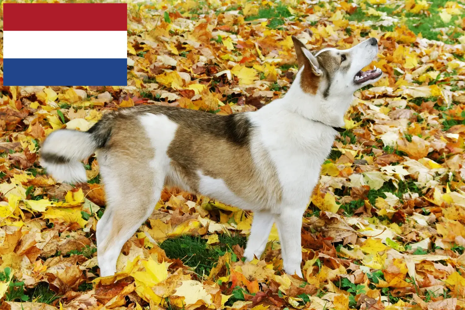 Laika Welpen und Züchter Niederlande Hier findest Du Laikas Züchter in den Niederlanden.