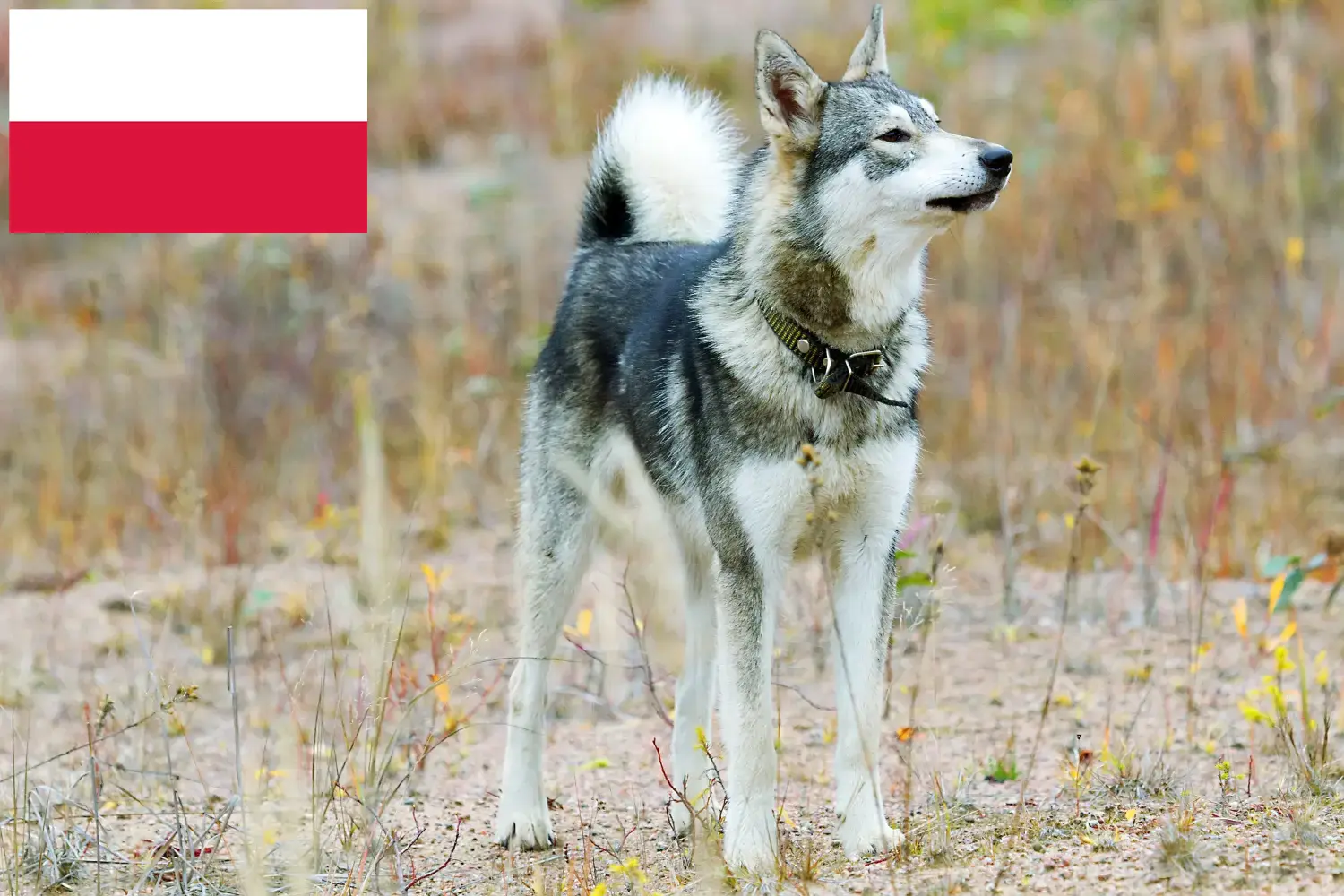 Laika Welpen und Züchter Polen Hier findest Du Laikas Züchter in Polen.