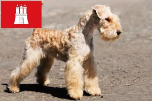 Mehr über den Artikel erfahren Lakeland Terrier Züchter und Welpen in Hamburg