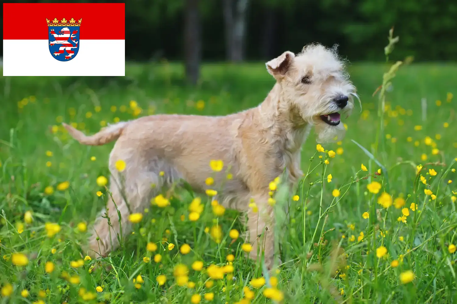 Lakeland Terrier Welpen und Züchter Hessen Hier findest Du Lakeland Terrier Züchter in Hessen.