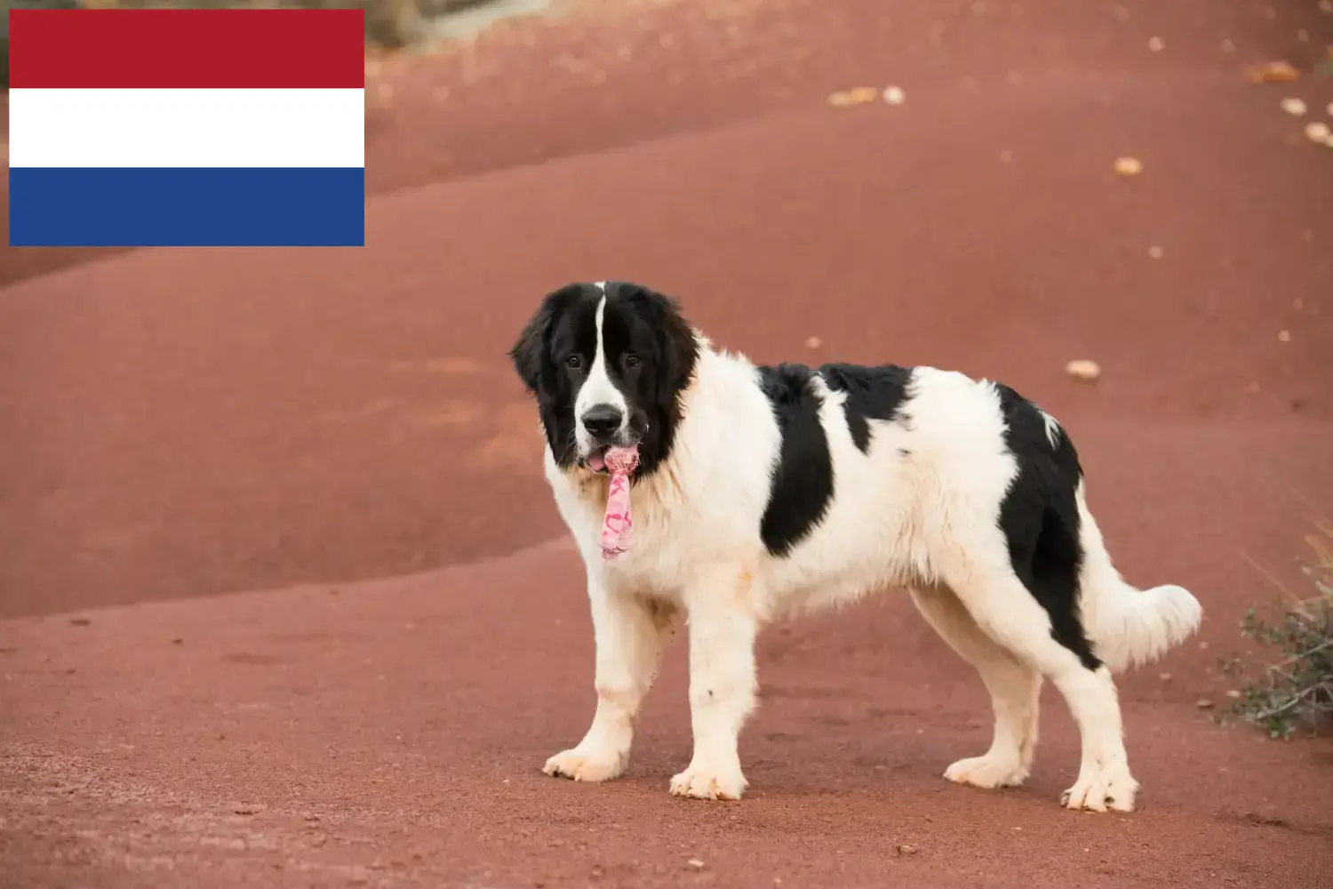 Landseer Welpen und Züchter Niederlande Hier findest Du Landseer Züchter in den Niederlanden.
