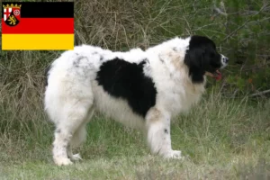 Mehr über den Artikel erfahren Landseer Züchter und Welpen in Rheinland-Pfalz
