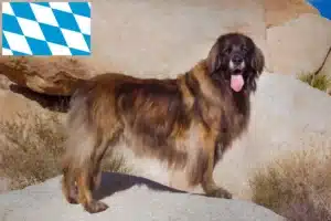 Read more about the article Leonberger Züchter und Welpen in Bayern