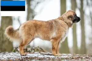 Read more about the article Leonberger Züchter und Welpen in Estland