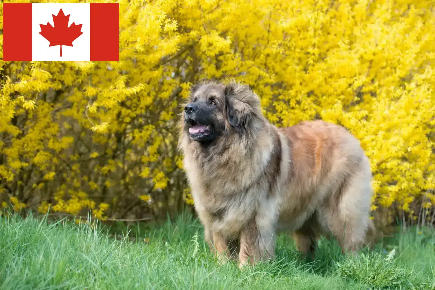 Leonberger Welpen und Züchter Kanada Hier findest Du Leonberger Züchter in Kanada.