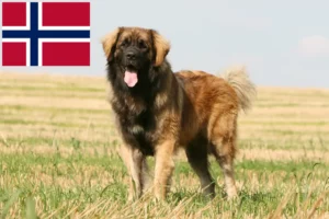 Read more about the article Leonberger Züchter und Welpen in Norwegen