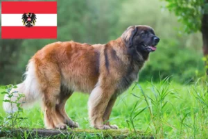 Read more about the article Leonberger Züchter und Welpen in Österreich