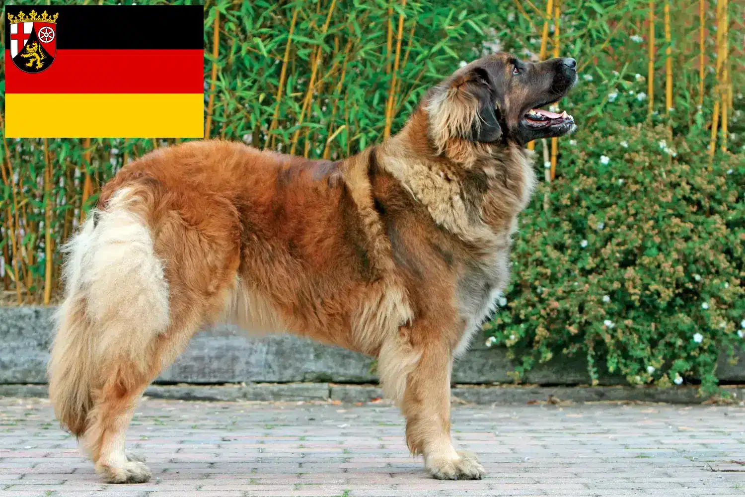 Leonberger Welpen und Züchter Rheinland-Pfalz Hier findest Du Leonberger Züchter in Rheinland-Pfalz.