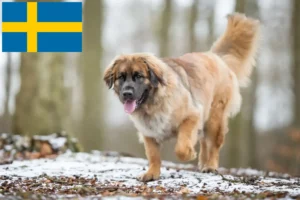 Read more about the article Leonberger Züchter und Welpen in Schweden