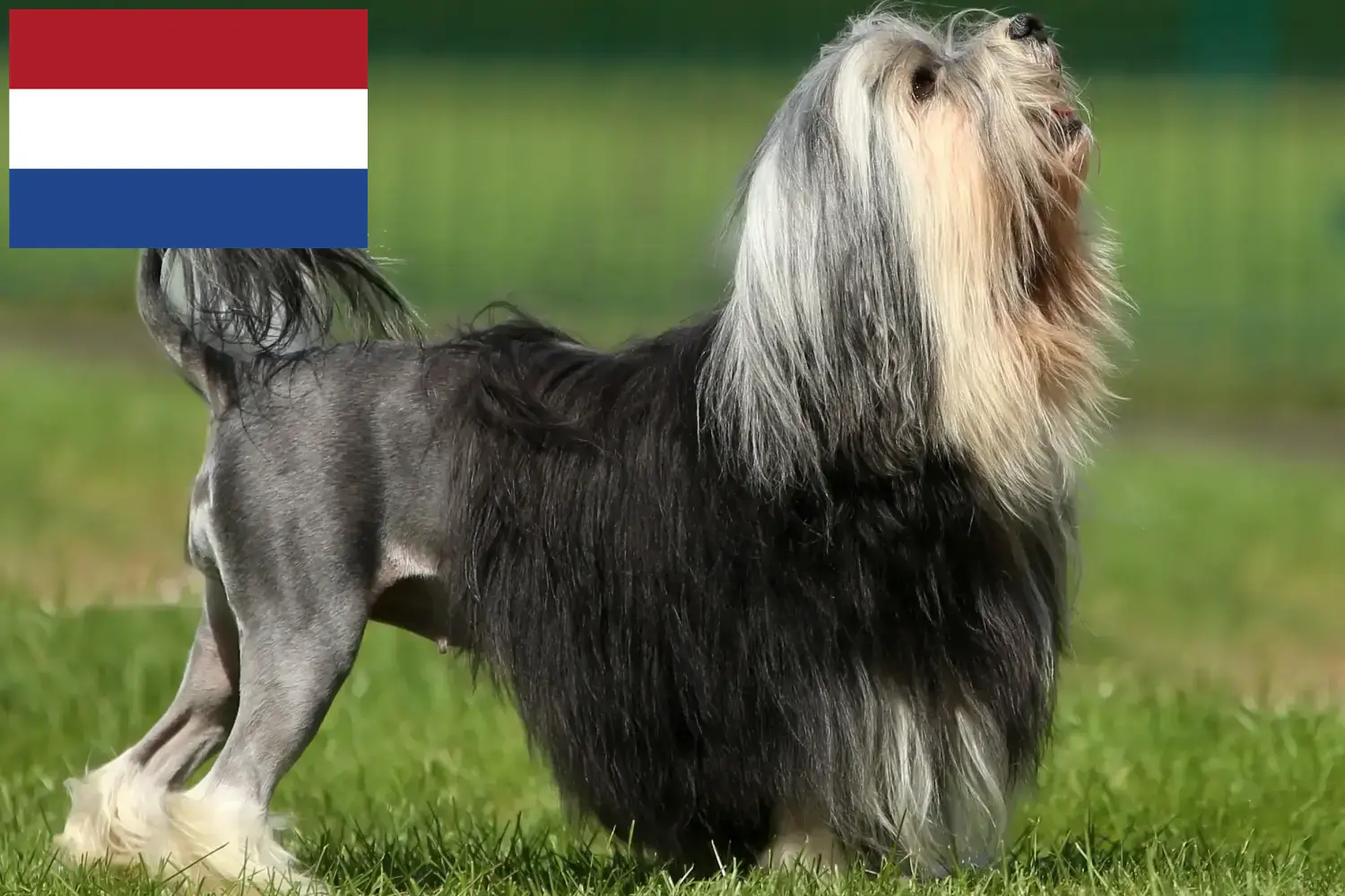 Löwchen Welpen und Züchter Niederlande Hier findest Du Löwchen Züchter in den Niederlanden.