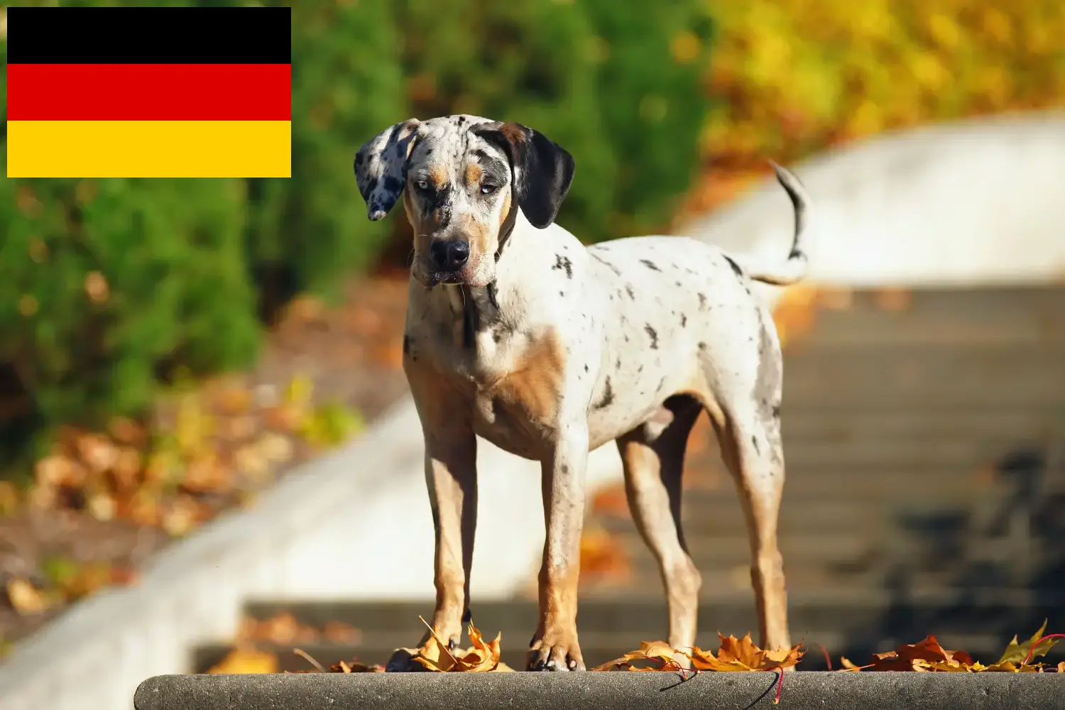 Louisiana Catahoula Leopard Dog Welpen und Züchter Deutschland Hier findest Du Louisiana Catahoula Leopard Dogs Züchter in Deutschland.
