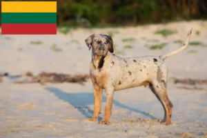 Mehr über den Artikel erfahren Louisiana Catahoula Leopard Dog Züchter und Welpen in Litauen