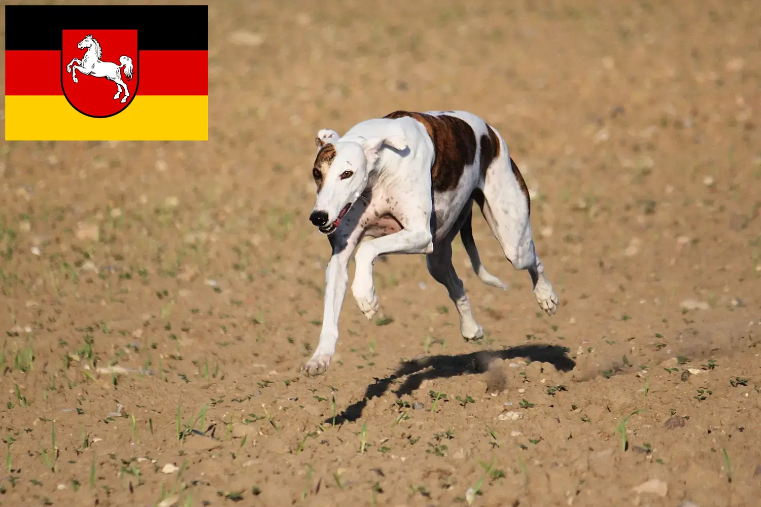 Magyar Agar Welpen und Züchter Niedersachsen Hier findest Du Magyar Agar Züchter in Niedersachsen.