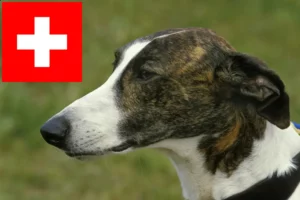 Mehr über den Artikel erfahren Magyar Agar Züchter und Welpen in der Schweiz