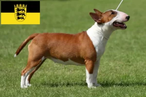 Read more about the article Miniature Bull Terrier Züchter und Welpen in Baden-Württemberg