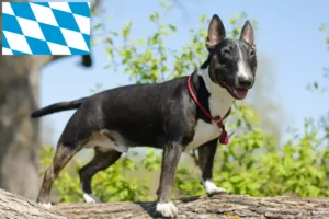 Read more about the article Miniature Bull Terrier Züchter und Welpen in Bayern