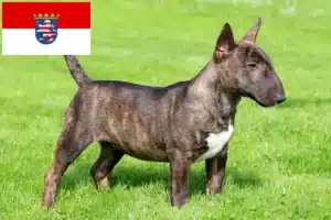 Read more about the article Miniature Bull Terrier Züchter und Welpen in Hessen