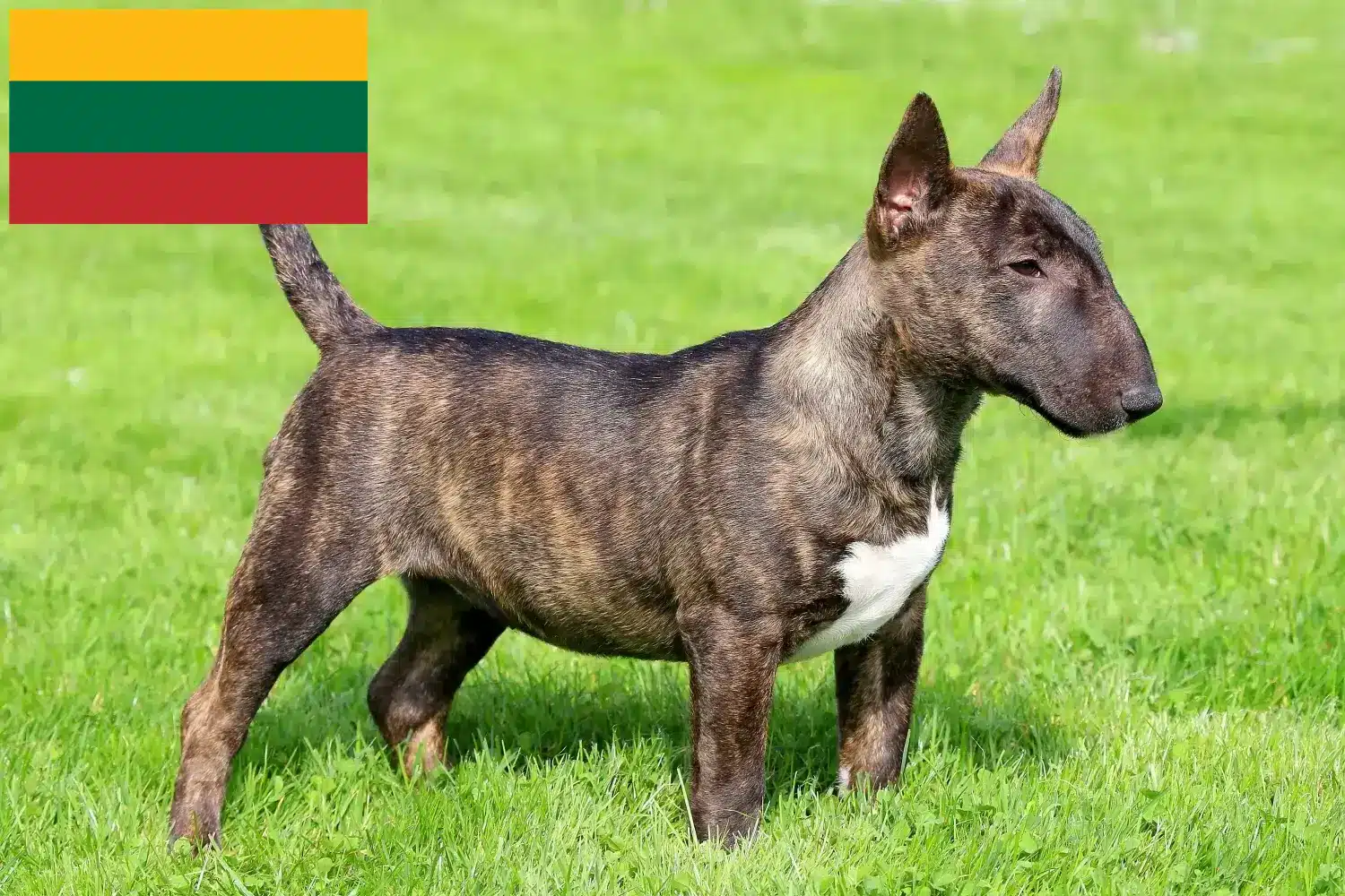 Miniature Bull Terrier Welpen und Züchter Litauen Hier findest Du Miniature Bull Terrier Züchter in Litauen.