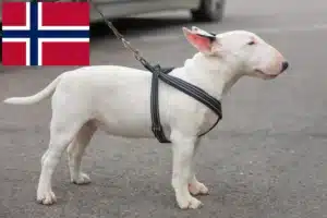 Read more about the article Miniature Bull Terrier Züchter und Welpen in Norwegen