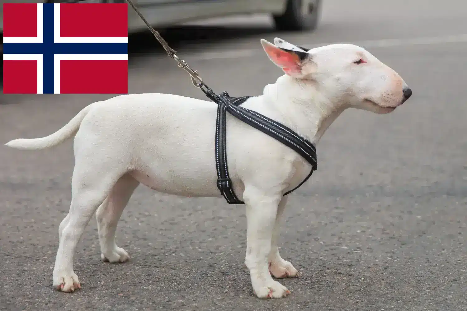 Miniature Bull Terrier Welpen und Züchter Norwegen Hier findest Du Miniature Bull Terrier Züchter in Norwegen.