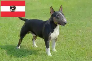 Read more about the article Miniature Bull Terrier Züchter und Welpen in Österreich