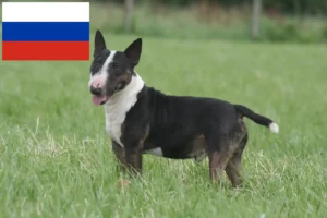 Read more about the article Miniature Bull Terrier Züchter und Welpen in Russland