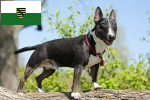 Read more about the article Miniature Bull Terrier Züchter und Welpen in Sachsen