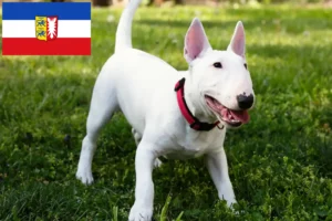 Read more about the article Miniature Bull Terrier Züchter und Welpen in Schleswig-Holstein