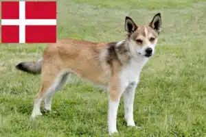 Read more about the article Norwegischer Lundehund Züchter und Welpen in Dänemark