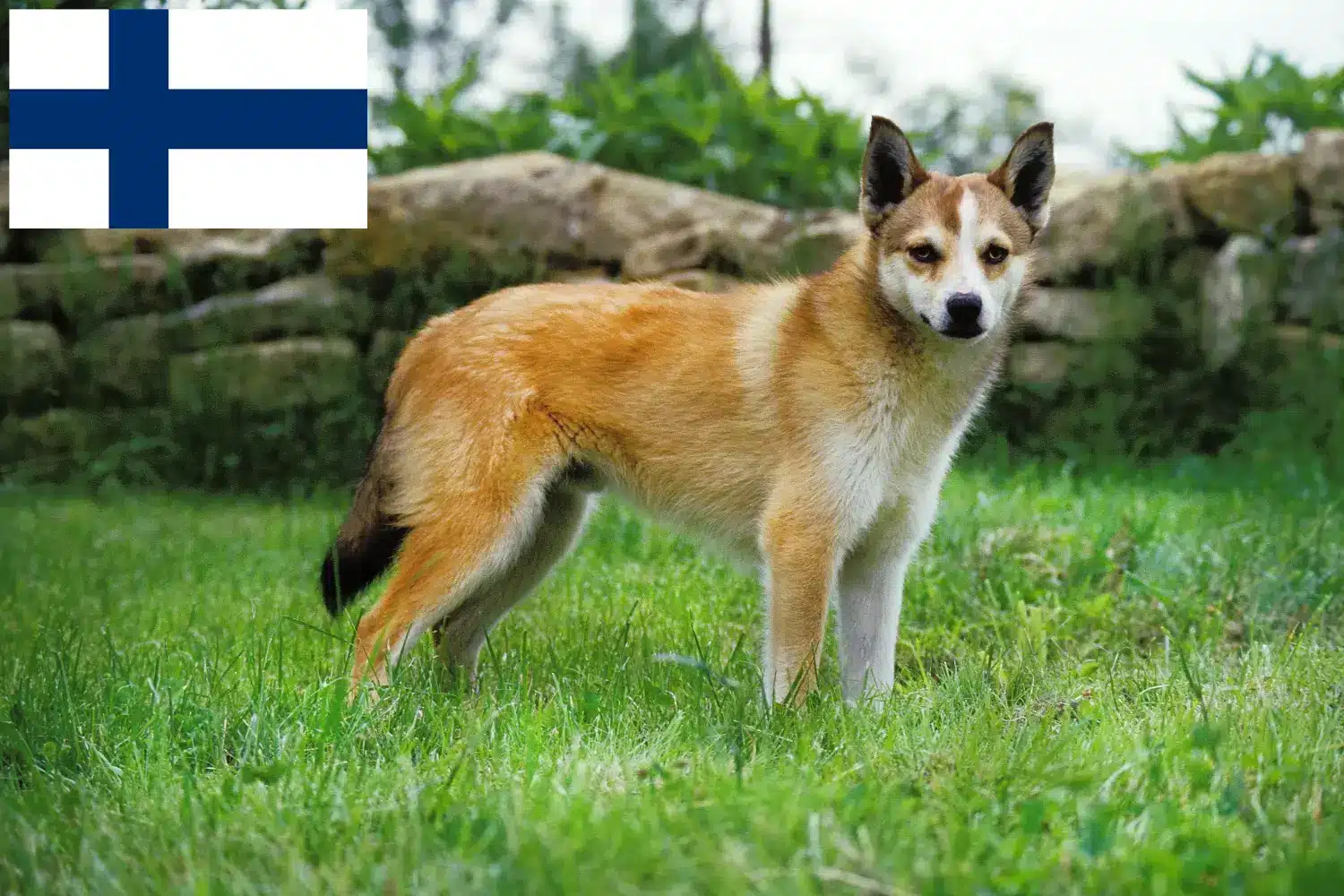 Norwegischer Lundehund Welpen und Züchter Finnland Hier findest Du Norwegische Lundehunde Züchter in Finnland.