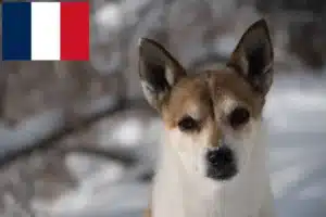 Mehr über den Artikel erfahren Norwegischer Lundehund Züchter und Welpen in Frankreich