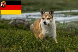 Read more about the article Norwegischer Lundehund Züchter und Welpen in Rheinland-Pfalz