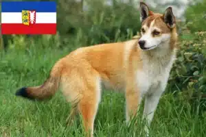 Read more about the article Norwegischer Lundehund Züchter und Welpen in Schleswig-Holstein