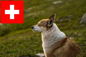 Read more about the article Norwegischer Lundehund Züchter und Welpen in der Schweiz