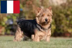 Mehr über den Artikel erfahren Norwich Terrier Züchter und Welpen in Frankreich