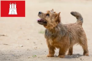 Read more about the article Norwich Terrier Züchter und Welpen in Hamburg