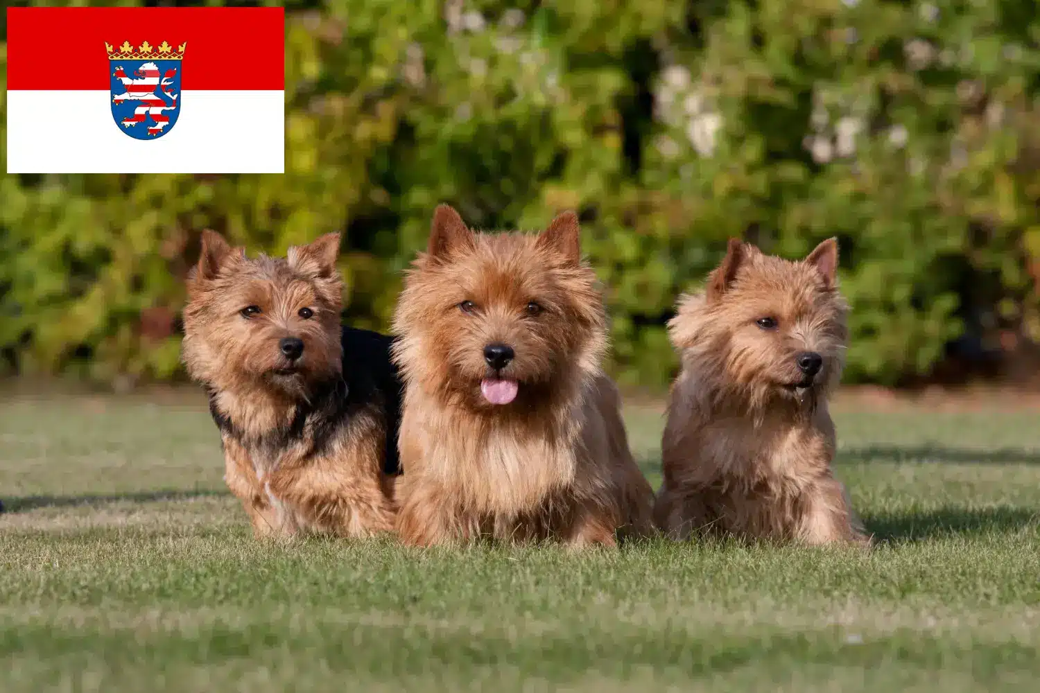 Norwich Terrier Welpen und Züchter Hessen Hier findest Du Norwich Terrier Züchter in Hessen.