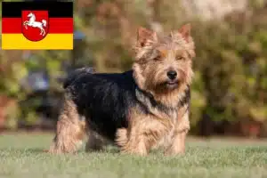 Read more about the article Norwich Terrier Züchter und Welpen in Niedersachsen