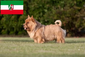 Read more about the article Norwich Terrier Züchter und Welpen in Nordrhein-Westfalen