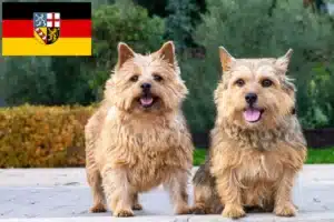 Read more about the article Norwich Terrier Züchter und Welpen im Saarland