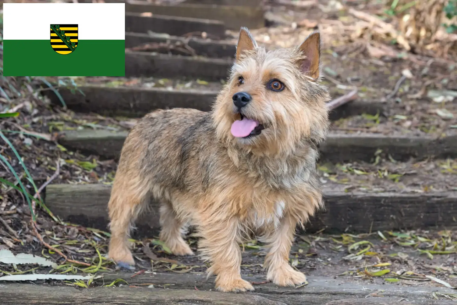 Norwich Terrier Welpen und Züchter Sachsen Hier findest Du Norwich Terrier Züchter in Sachsen.