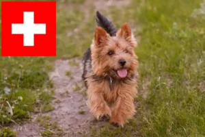 Read more about the article Norwich Terrier Züchter und Welpen in der Schweiz