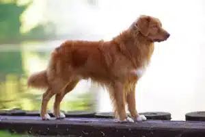 Read more about the article Nova Scotia Duck Tolling Retriever Züchter