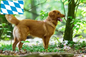 Read more about the article Nova Scotia Duck Tolling Retriever Züchter und Welpen in Bayern