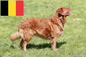 Read more about the article Nova Scotia Duck Tolling Retriever Züchter und Welpen in Belgien