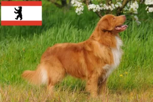 Read more about the article Nova Scotia Duck Tolling Retriever Züchter und Welpen in Berlin